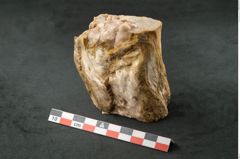Foto (Seitenansicht) von Quercus sp.  (NHMW-GEO-2024-0188-11584)
